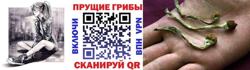 блэк спрут ссылки Любань Галлюциногенные грибы Psilocybine cubensis